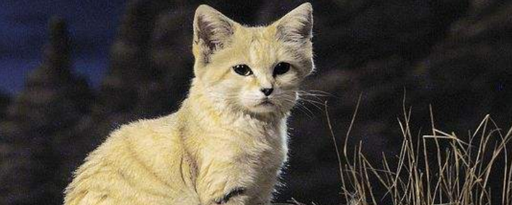 用什么给猫梳毛？ 给猫梳毛需要考虑这些