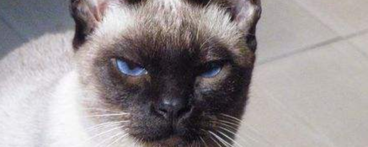暹罗猫眼睛什么颜色 大部分的眼睛都是浅蓝色的！