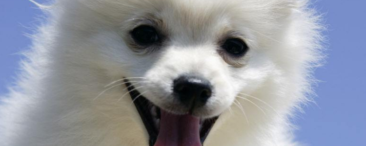 博美犬泪痕怎么处理 这些方法很实用！