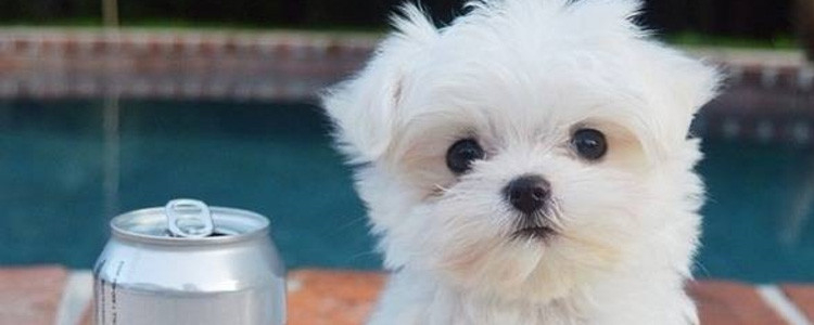 博美犬鼻子变白怎么办 无需太过担心哦！