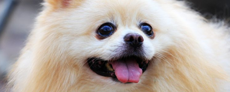 博美犬掉毛严重怎么办 这几点你要注意