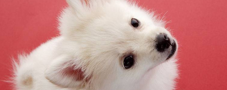 博美犬毛变黄怎么处理 这样做很有效！