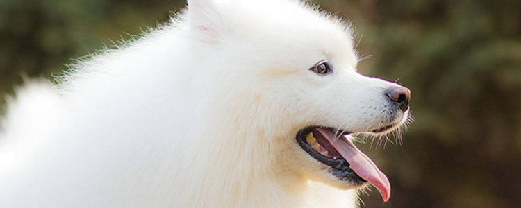 博美犬感冒症状 博美犬感冒了怎么办？