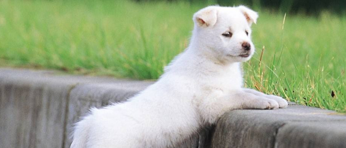 博美犬可以吃鸡蛋吗 狗狗吃鸡蛋的注意事项