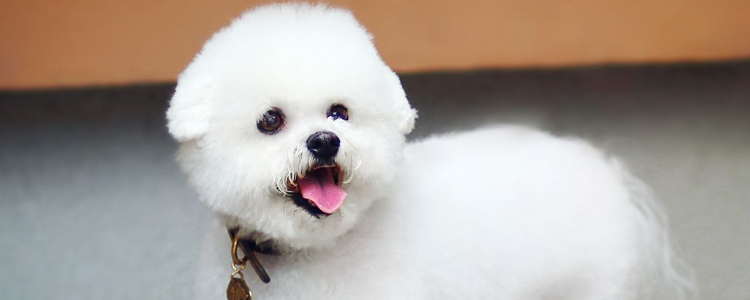 博美犬可以吃米饭吗 杂食性动物到底适合什么