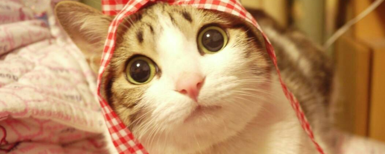 瓜皮是什么猫 每个人手里都有的表情包