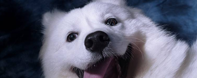 博美犬能活多久 如何延长狗狗的寿命？