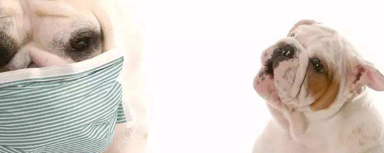 博美犬流泪怎么回事 这些原因你要知道