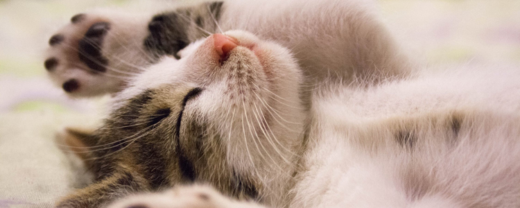 如何阻止猫上你的床 光训练还不够！
