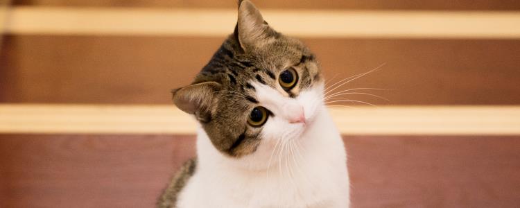 猫呕吐三天不吃 猫呕吐什么程度该去看医生?