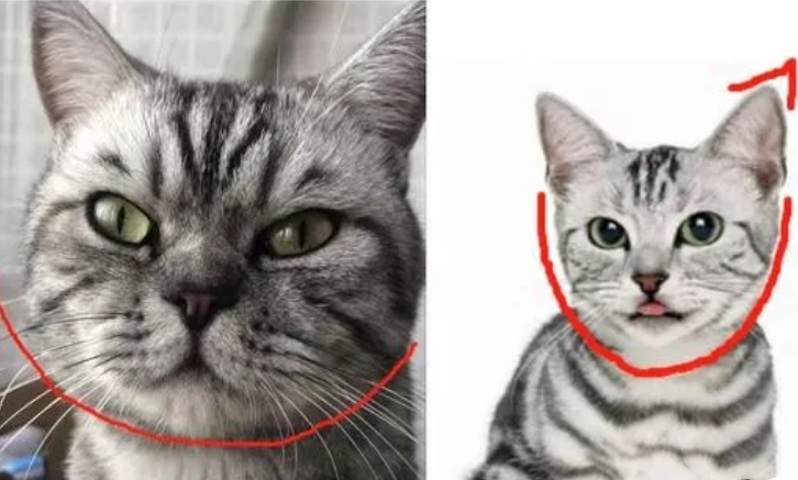 美短公猫发腮对比图片