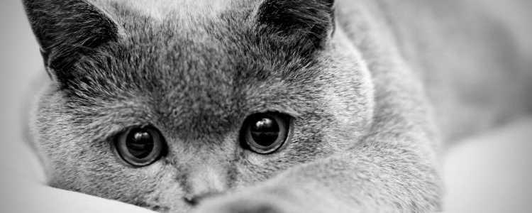 英国短毛猫起源 想不到它的祖先这么厉害