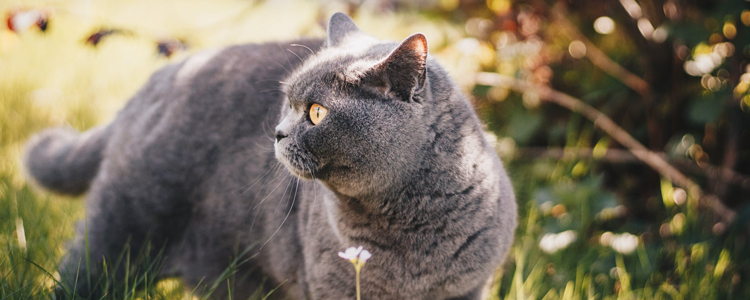 英國短毛貓發情表現 公貓和母貓有哪些差別？