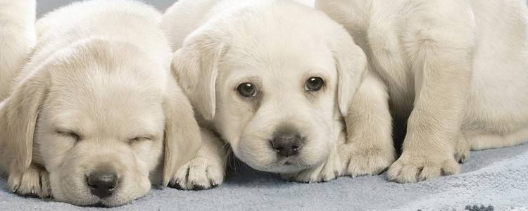 博美犬为什么不能打 体罚狗狗一定是万不得已之时