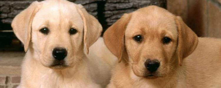 金毛可以吃什么水果 吃水果需要注意什么