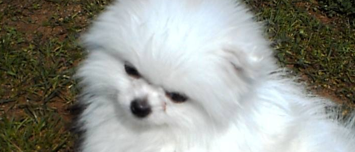 博美犬分大体和小体的嘛 别被无良狗贩给骗了！