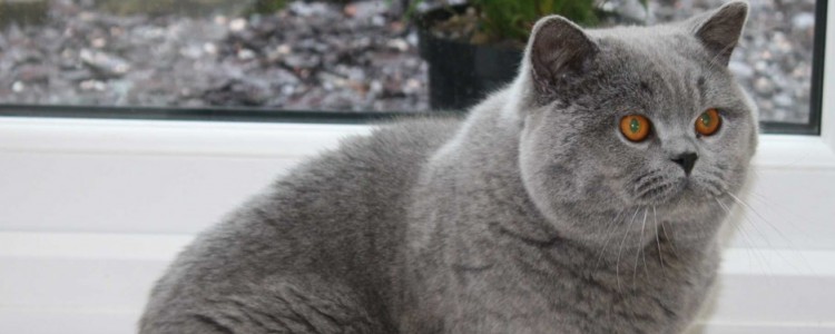 猫咪冬天可以在室外住吗 会给猫咪冻坏的！