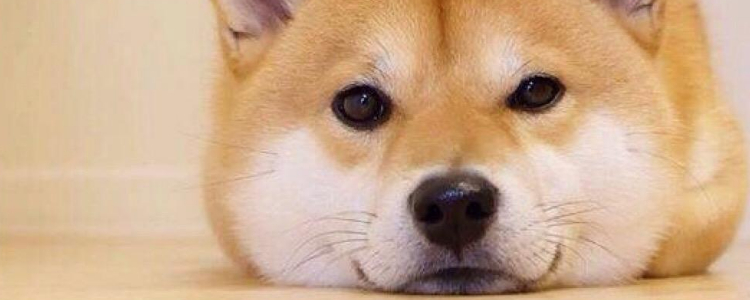 英短公猫发情的特征 这些你要知道