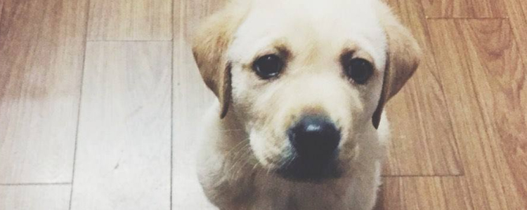 狗狗能吃煮好的菠菜吗? 狗狗吃菠菜有什么好处？