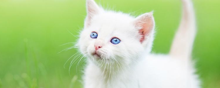 布偶猫寿命一般多少年 注意这些喂养问题！