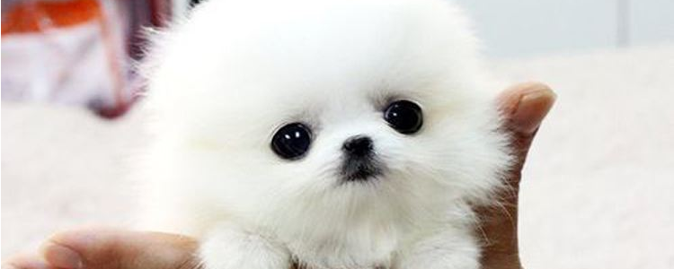 茶杯犬背后的血腥 看完你还想养这样脆弱的生灵吗？