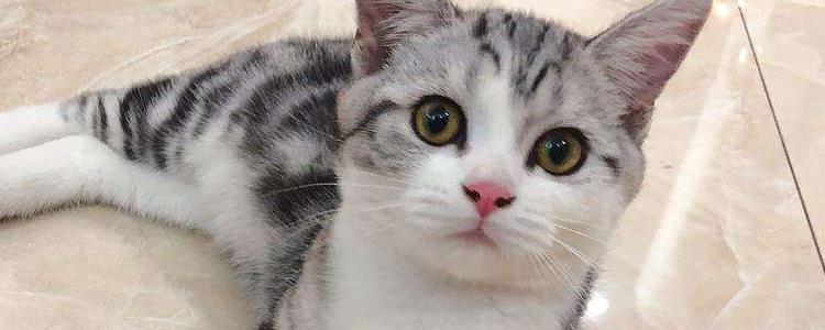 猫有多少牙齿 你知道吗？