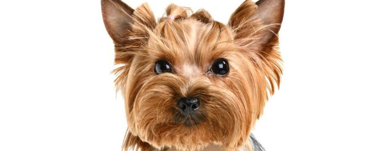 神探狗笨吉是什么狗 这种狗狗非常厉害！