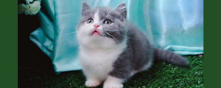 坚果是什么品种的猫 想和他养同款吗？