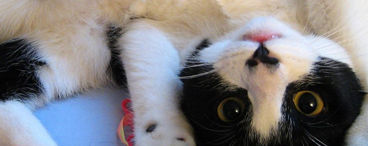 猫冬天睡猫窝会不会冷 冬天怎么给猫咪保暖