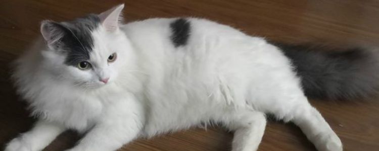猫咪鼻屎多怎么回事 呼吸道感染导致的