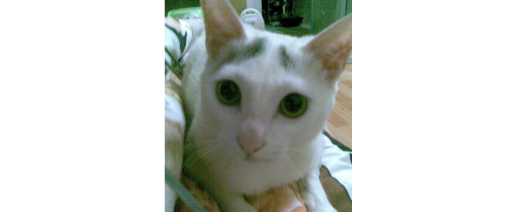 猫喝凉水会不会拉肚子 凉水就不要给猫咪喂了！