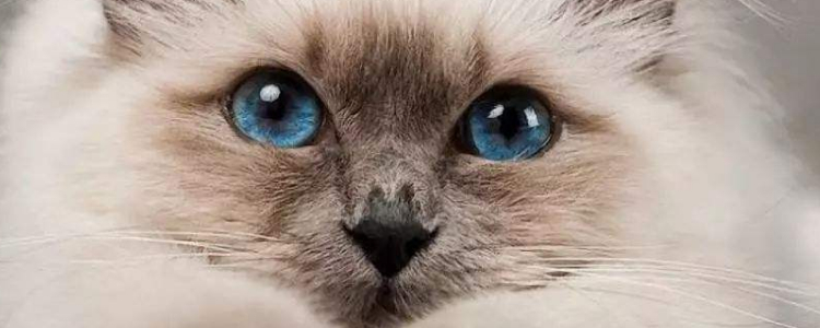 波斯猫分为几个品种 波斯猫有几种烟色？