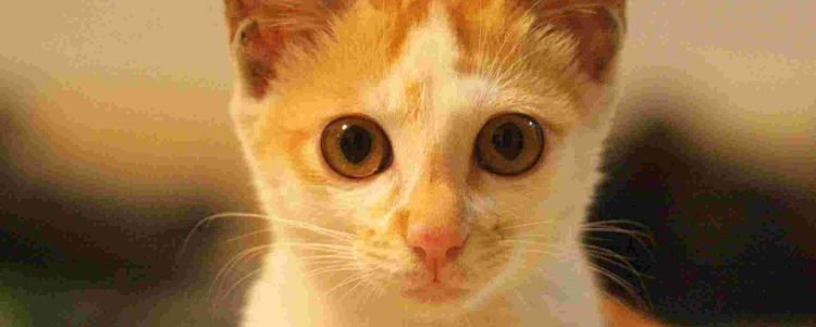 猫可以闻烟味吗 抽烟对人都有害，何况是猫咪！