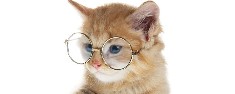 猫为什么故意尿被子上 猫尿被子背后居然隐藏着这些..