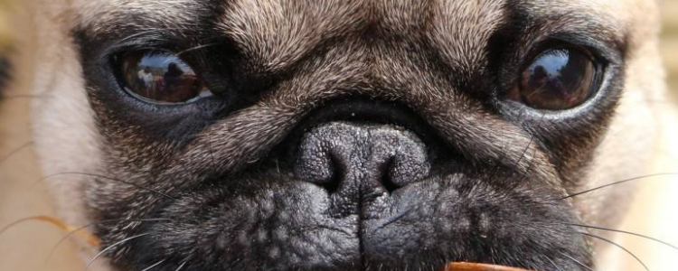 狗粮一天喂几次 不同的狗狗有不同的饲养方法哦！