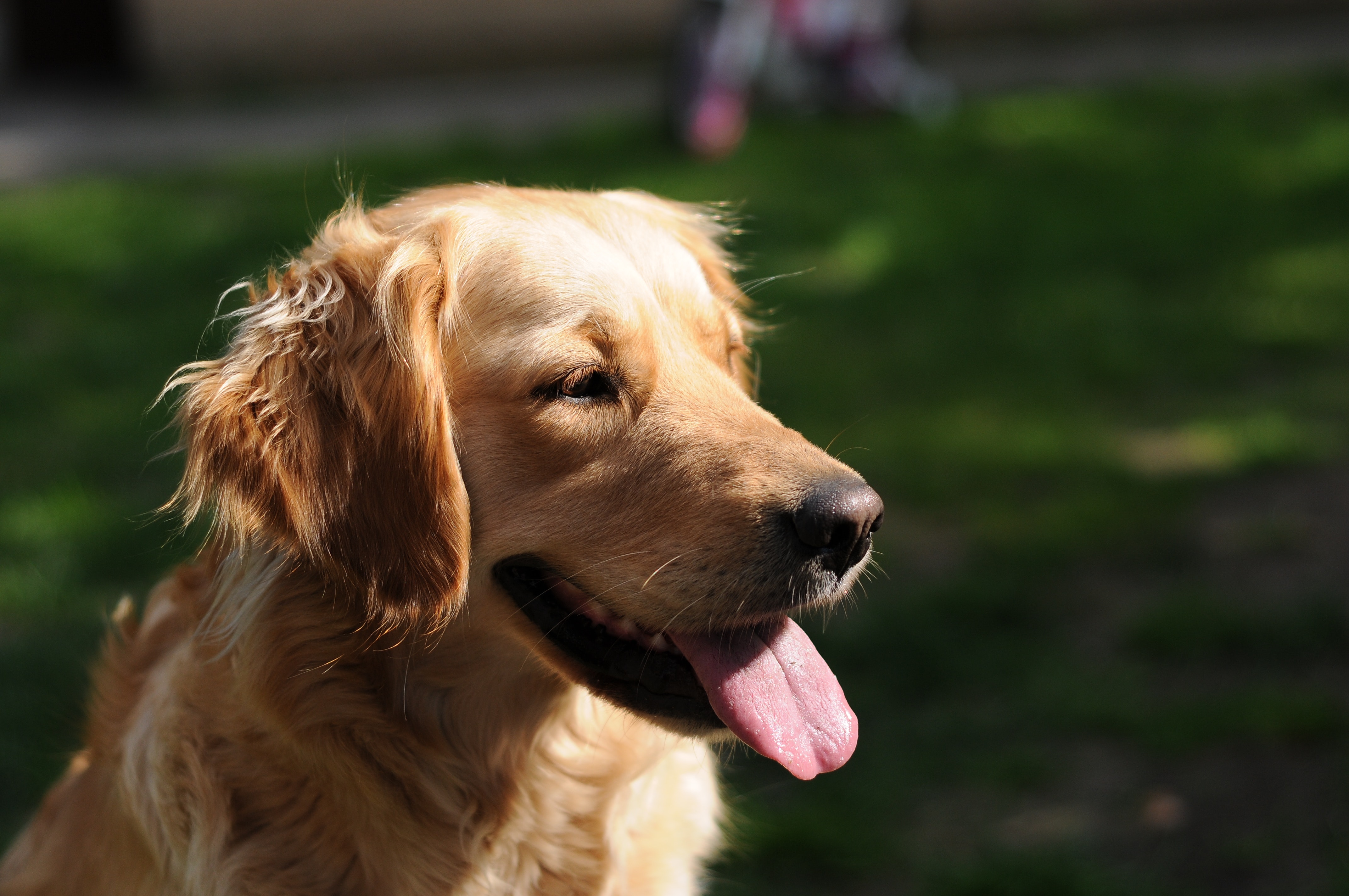 养犬管理调查问卷揭示了犬证办理的问题，这份流程请收好~