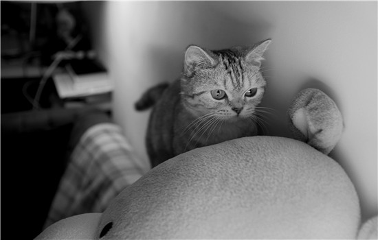 猫一般在几岁排弓形虫 怀孕养猫到底安全吗？