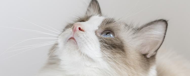 英短三花的标准 英短三花都是母猫吗？