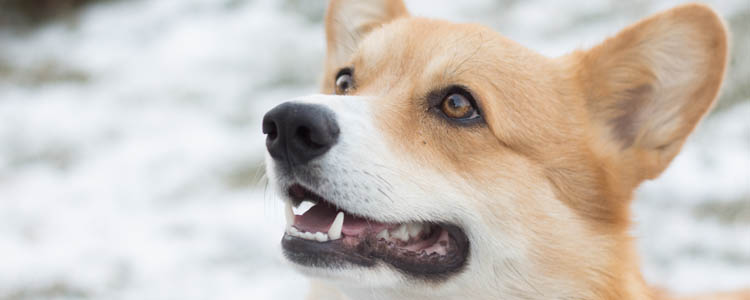 犬只芯片立大功，狗狗“失而复得”