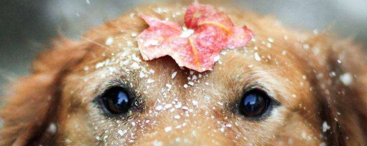 金毛掉毛严重怎么办 这些措施很到位