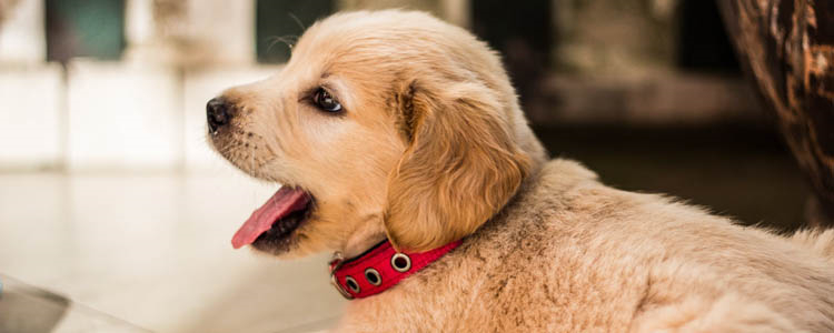 金毛能吃香蕉吗 吃香蕉需要注意什么