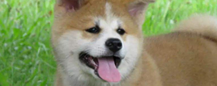 博美犬可以吃橙子吗 狗狗能吃什么水果