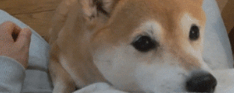 博美犬一天喂食几次 要根据狗狗的具体年龄哦！