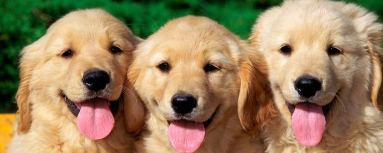 金毛鼻子褪色的原因 这些你知道吗