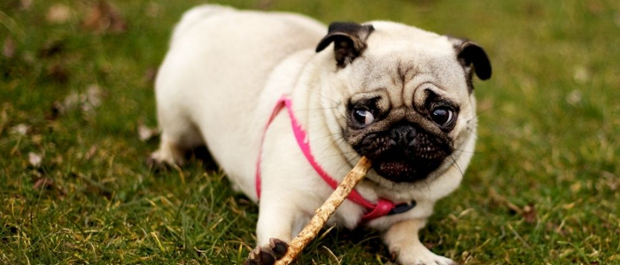 博美犬可以吃什么水果 狗狗吃水果需要注意什么