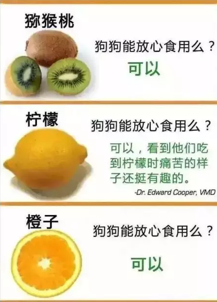 博美犬能吃什么水果 博美犬什么水果能吃什么不能