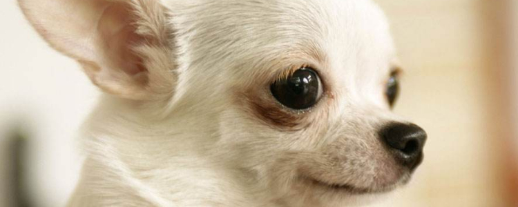 博美犬眼睛泪痕怎么办 这些原因你要清楚