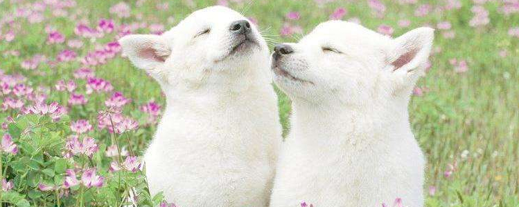 博美睡觉要特别保暖吗 如何给狗狗保暖？