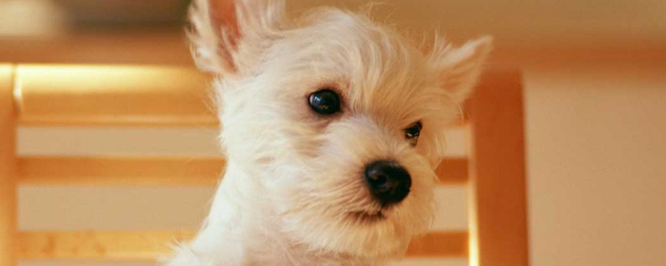 秋田犬成年犬的身高体重是多少啊