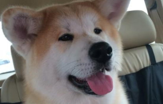 博美犬多大成年 狗狗一岁相当于人的几岁